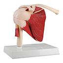 Schultergelenk, natürliche Größe mit Muskulatur - EZ Augmented Anatomy 