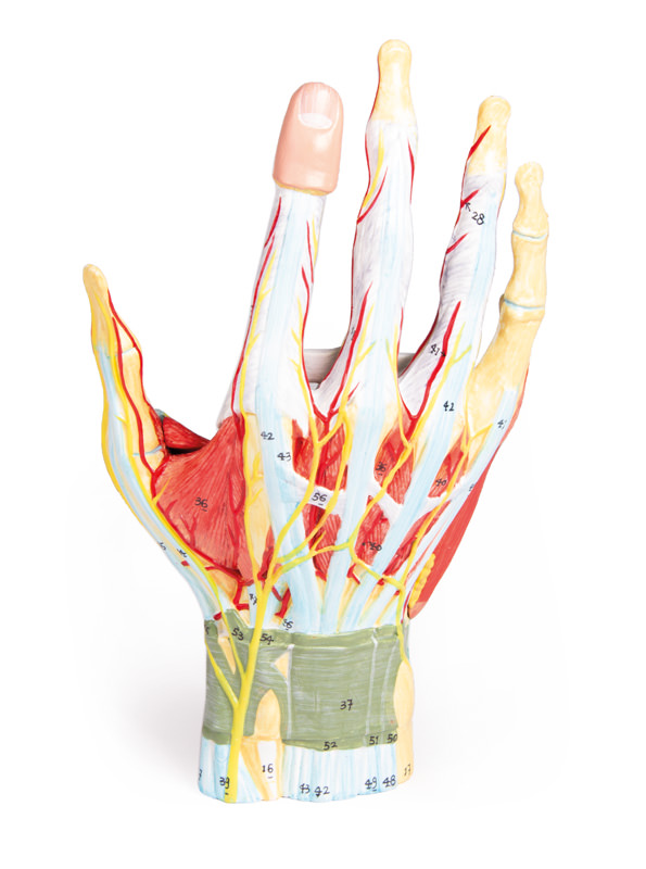 Anatomie der Hand, 7-teilig 