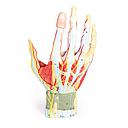 Anatomie der Hand, 7-teilig 