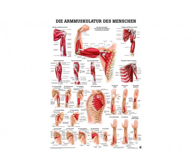 Armmuskulatur des Menschen