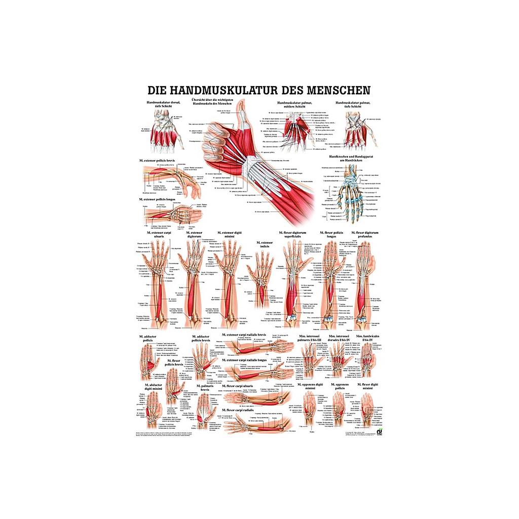 Handmuskulatur des Menschen