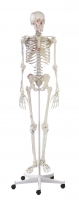 Skelett „Arnold“