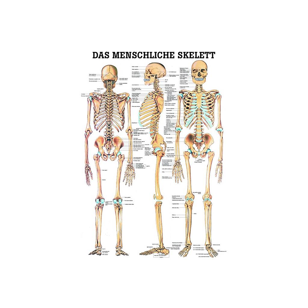 Das menschliche Skelett