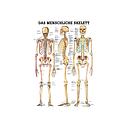 Das menschliche Skelett