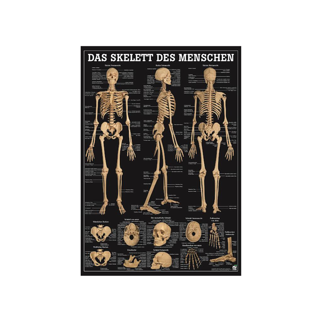 Das Skelett des Menschen