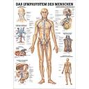 Das Lymphsystem