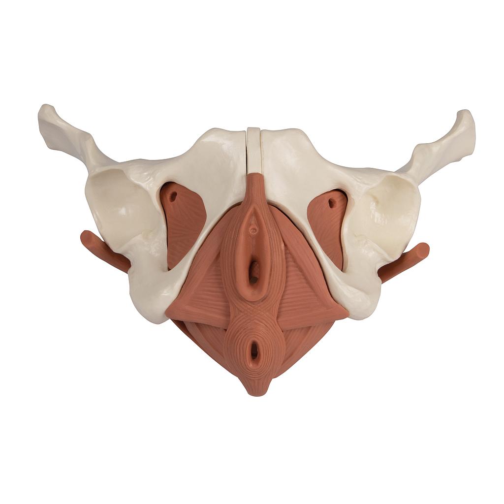 Weibliches Beckenbodenmodell 12-teilig, magnetisch 