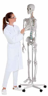 [Art. Nr. ERL2960] Schulskelett „Oscar“