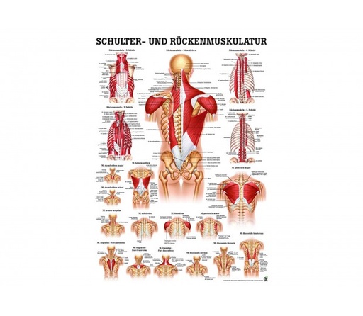 Schulter- und Rückenmuskulatur