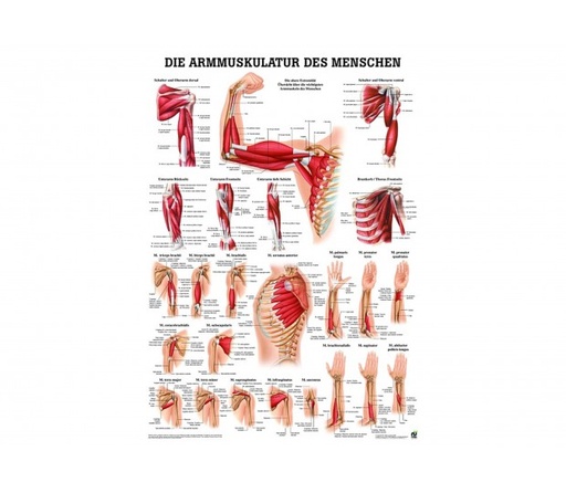 Armmuskulatur des Menschen