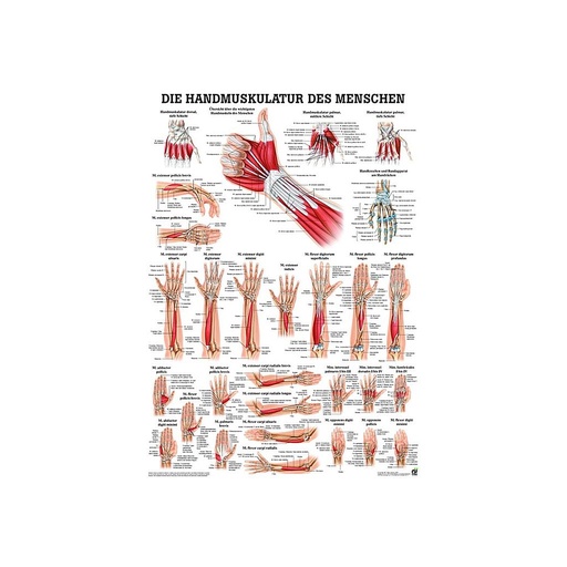 Handmuskulatur des Menschen