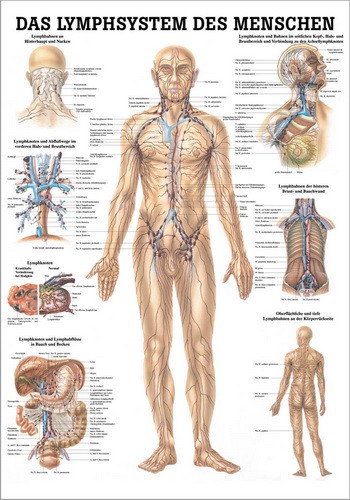 Das Lymphsystem