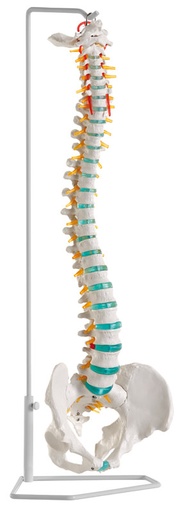 [Art. Nr. ERLA250] Flexible Wirbelsäule 