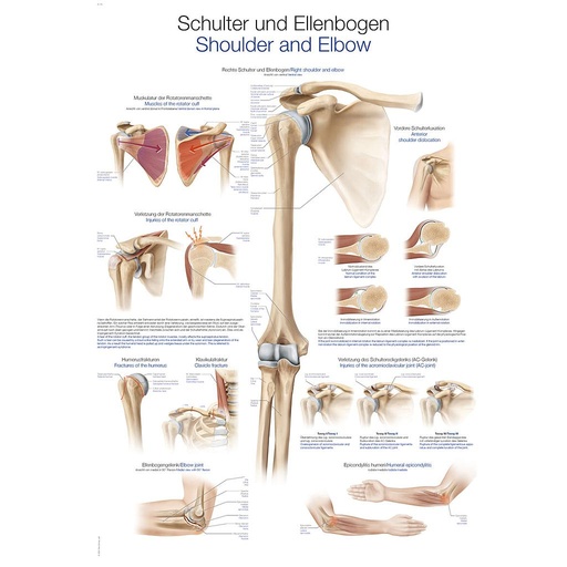 [Art. Nr. ERLAL139] Lehrtafel "Schulter und Ellenbogen"