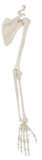 [Art. Nr. ERL6016] Armskelett mit Schultergürtel 