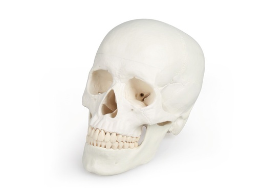 [Art. Nr. ERL4500] Schädelmodell, 3-teilig - EZ Augmented Anatomy