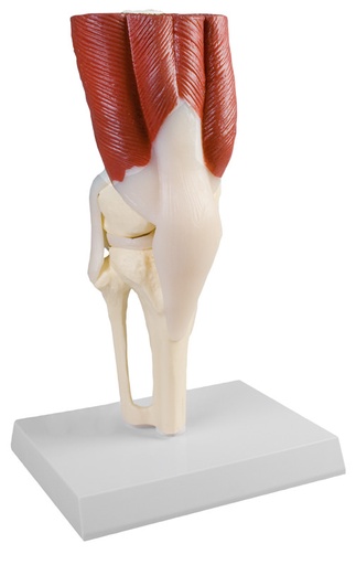 [Art. Nr. ERL4662] Kniegelenk, natürliche Größe, mit Muskulatur
