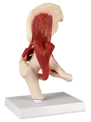 [Art. Nr. ERL4663] Hüftgelenk, natürliche Größe, mit Muskulatur 