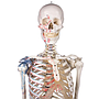 Skelett „Max“ beweglich