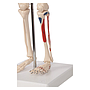 Mini-Skelett mit Muskelbemalung