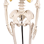 Miniatur-Skelett „Tom“ 