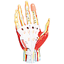 Anatomie der Hand, 7-teilig 