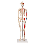 Mini-Skelett mit Muskelbemalung