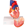 Herzmodell, natürliche Größe, 2 Teile - EZ Augmented Anatomy